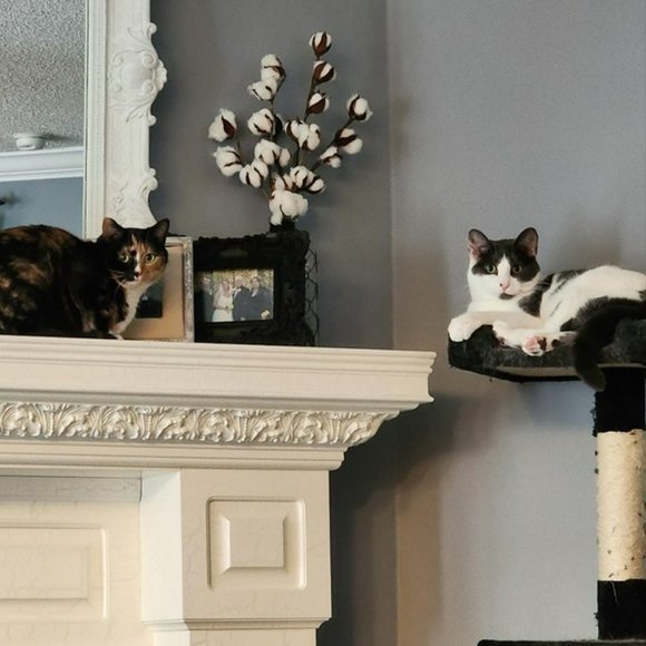 😻 Meet Your Posher's Cats! 😻 - Picture 11 of 15